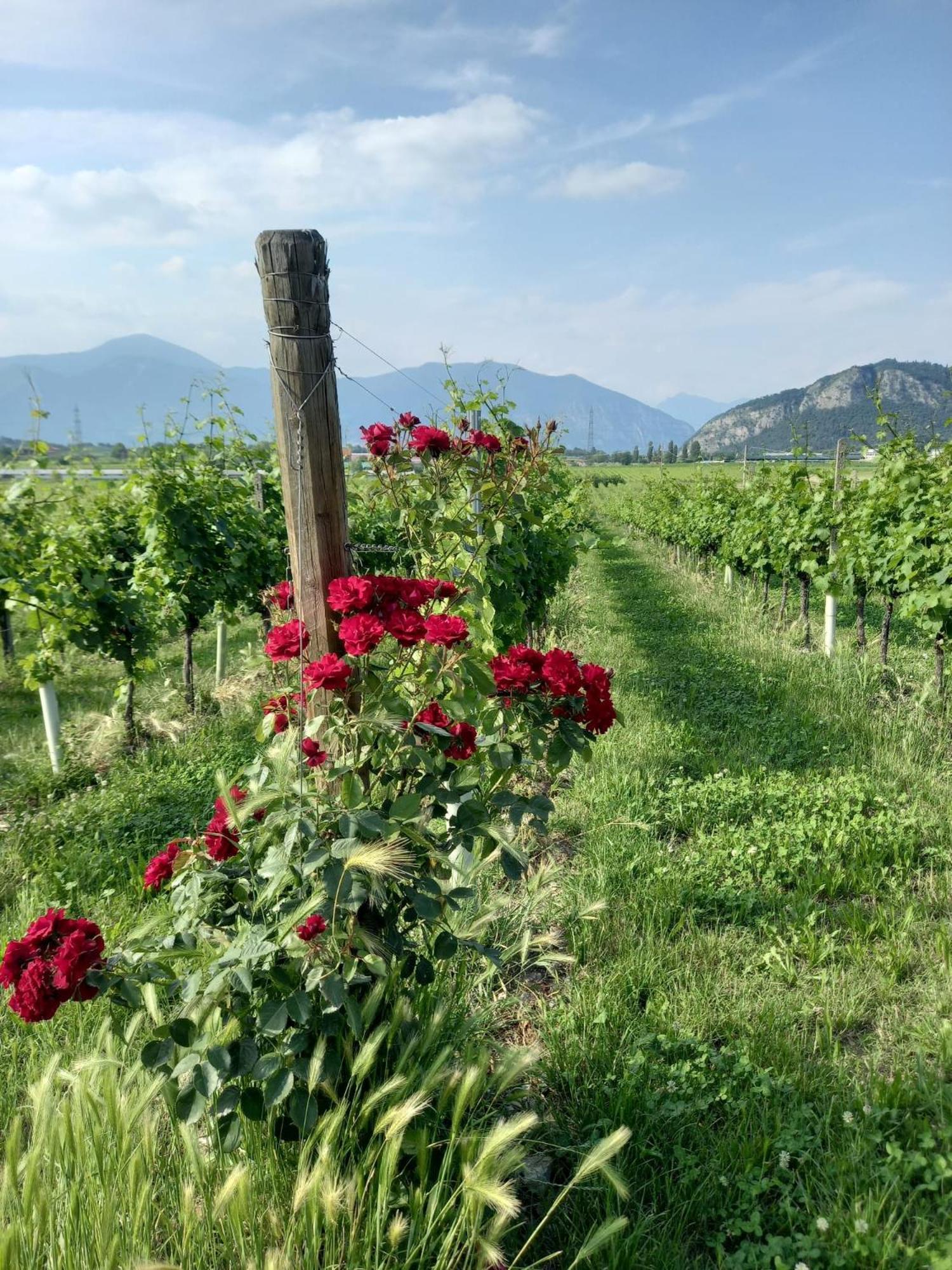 La Corte Del Bona - Vicino Alle Cantine E A Circa 15 Minuti Dal Lago Di Iseo - Leilighet Erbusco Eksteriør bilde
