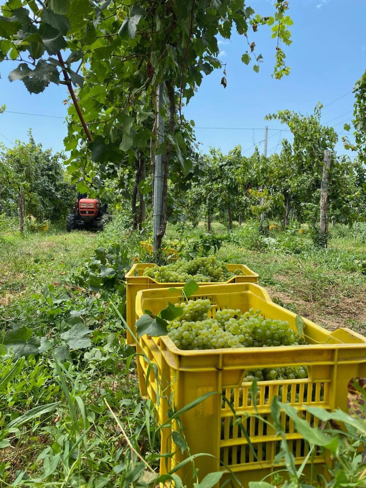 La Corte Del Bona - Vicino Alle Cantine E A Circa 15 Minuti Dal Lago Di Iseo - Leilighet Erbusco Eksteriør bilde